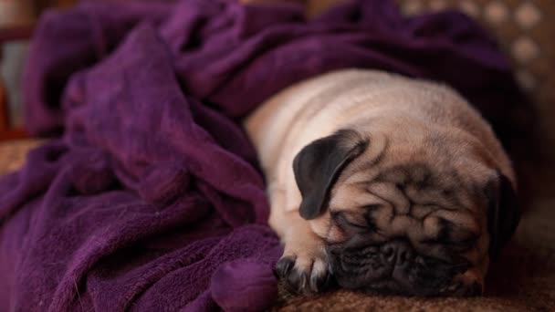 Carlino Divertente Cucciolo Che Riposa Una Sedia Ritratto Simpatico Cane — Video Stock