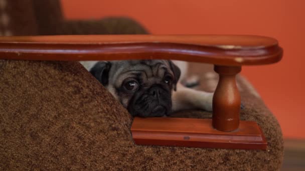 Cachorro Gracioso Cachorro Descansando Una Silla Retrato Perro Lindo Pug — Vídeos de Stock