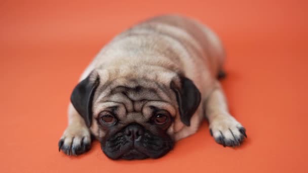 Zabawny Pug Puppy Pomarańczowym Tle Portret Psa Słodkie Mops Duże — Wideo stockowe