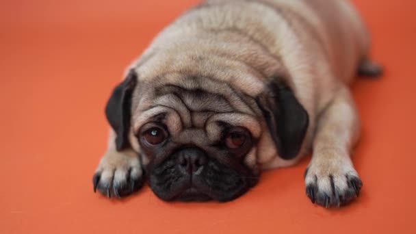 Funny Pug Puppy Orange Background Portrait Cute Pug Dog Big — Stock Video