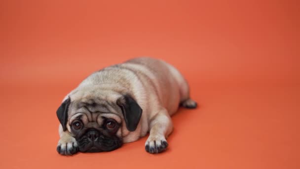 Roliga Mops Valp Orange Bakgrund Porträtt Söt Mops Hund Med — Stockvideo