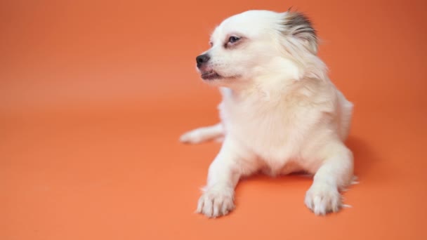 Lustiger Spitz Welpe Auf Orangefarbenem Hintergrund Porträt Eines Niedlichen Spitzhundes — Stockvideo