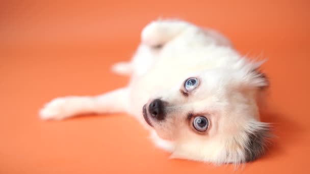 Rolig Spitz Valp Orange Bakgrund Porträtt Söt Spitz Hund Med — Stockvideo