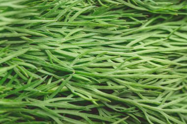 doku makro yeşil dereotu faydalı bir bitkidir