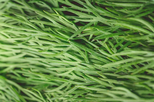 纹理宏绿色填充物是一个有用的植物 — 图库照片