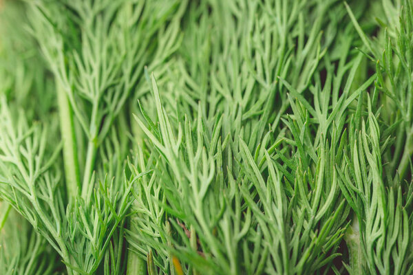 texture macro green dill is a useful plant