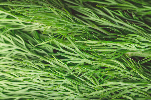texture macro green dill is a useful plant
