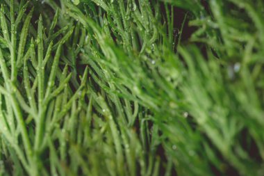 doku makro yeşil dereotu faydalı bir bitkidir
