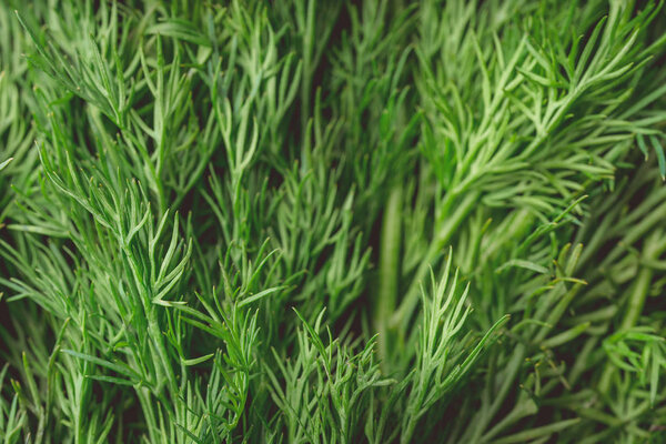 texture macro green dill is a useful plant
