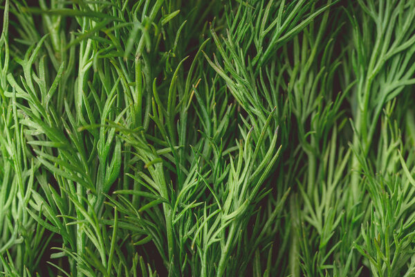 texture macro green dill is a useful plant