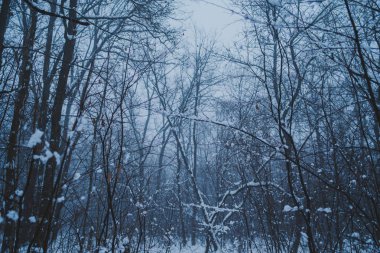 Kış kış soğuk ağacı doğal görünümünü en fazla. Kış arka plan - ayaz kar yağışı altında kış ağaç dallarında. Orman arka plan kış, frost ile kaplı ağaçların kış. Karlı kış manzara
