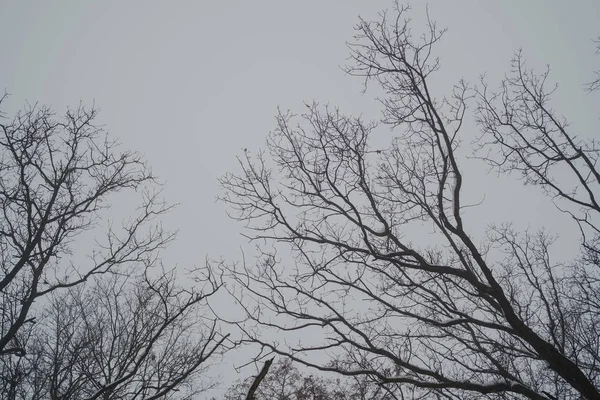 Зимовий Природний Вид Зимових Морозних Вершин Дерев Зимовий Фон Морозні — стокове фото