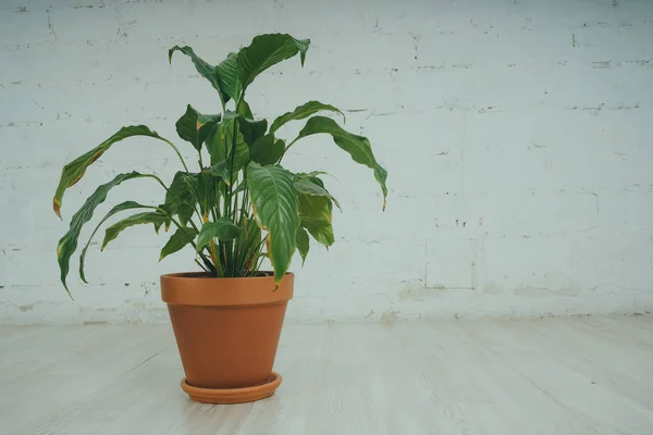 Fugus Pot Standing Floor White Room Green Flower Brick Wall — Stock Photo, Image