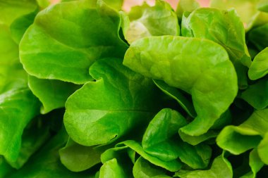 Taze yeşil marul yakın çekim 