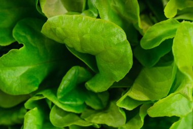 Taze yeşil marul yakın çekim 