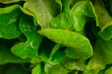 Taze yeşil marul yakın çekim 