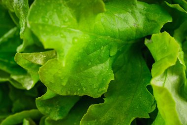 Taze yeşil marul yakın çekim 