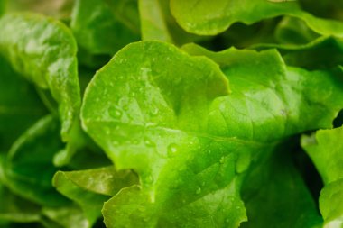 Taze yeşil marul yakın çekim 