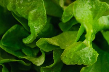 Taze yeşil marul yakın çekim 