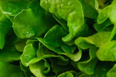 Taze yeşil marul yakın çekim 