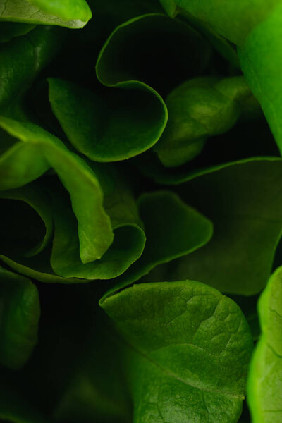 закрыть свежий зеленый салат 