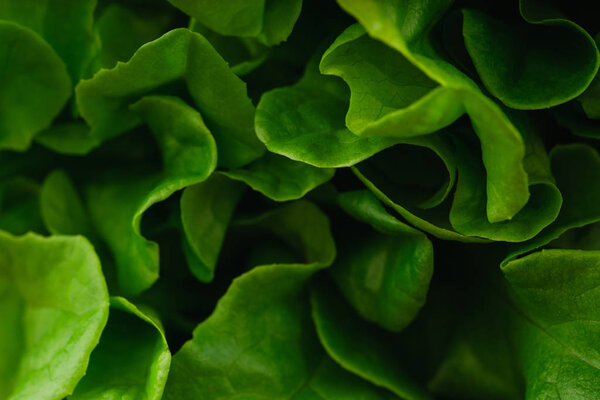 close up of fresh green lettuce 