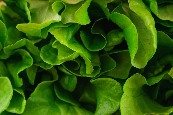 Primer Plano Lechuga Verde Fresca —  Fotos de Stock