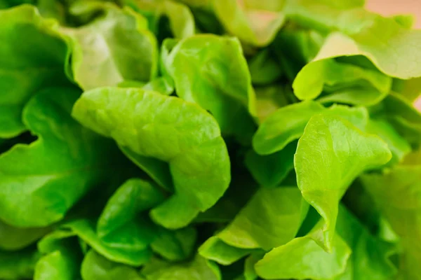 close up of fresh green lettuce