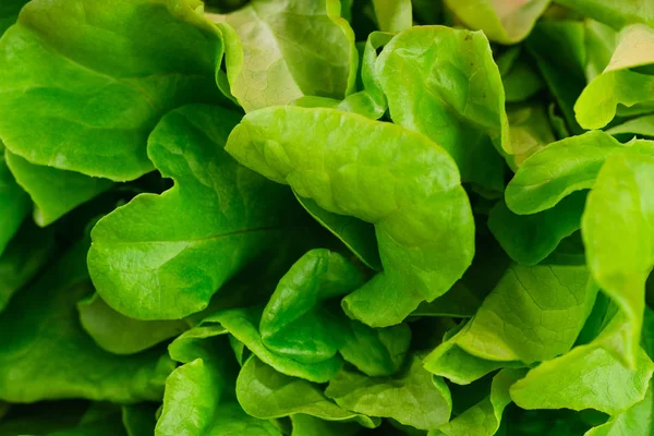 Close Fresh Green Lettuce — Stock Photo, Image