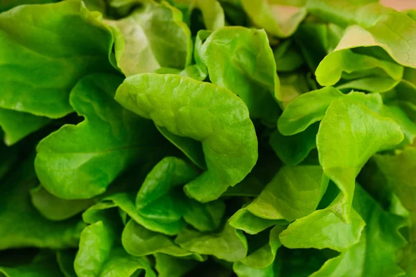 Close Fresh Green Lettuce — Stock Photo, Image