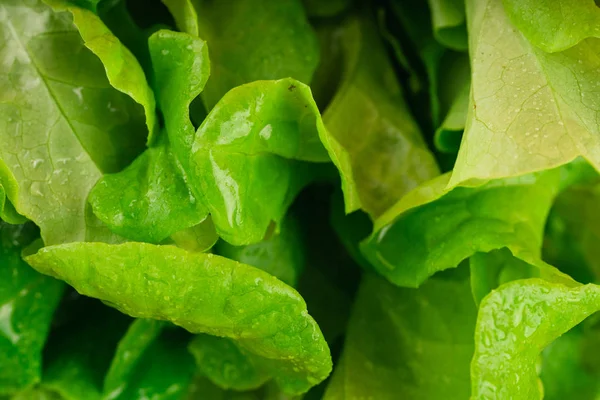 Close Fresh Green Lettuce — Stock Photo, Image