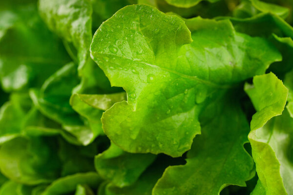 close up of fresh green lettuce 
