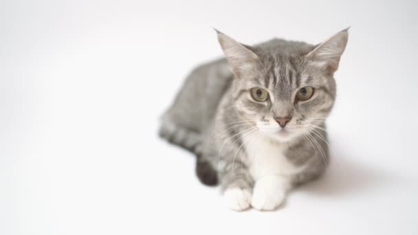 Gato Gris Sobre Fondo Blanco — Vídeos de Stock