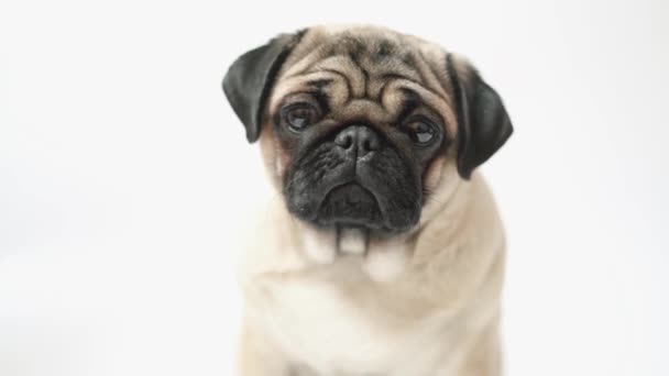 Rolig Pug Valp Vit Bakgrund — Stockvideo