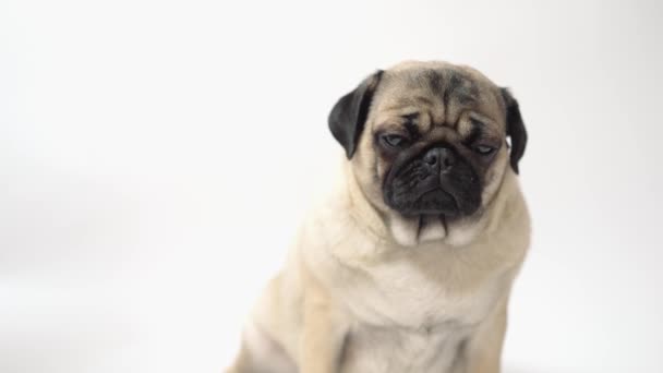 Funny Pug Puppy White Background — Stock Video