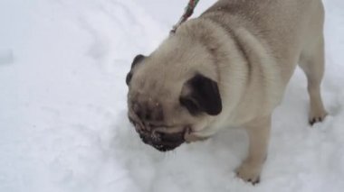 Beyaz karlı arka planda komik köpek yavrusu..
