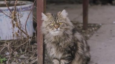 Tüylü, üzgün, yalnız sokak kedisi şehir caddesinde oturuyor. Terk edilmiş evsiz hayvan.