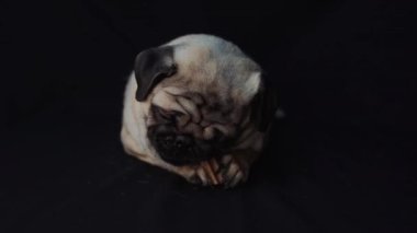portre siyah arka plan üzerine bir pug köpek