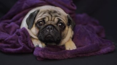 Yalan söyleyen sevimli köpek cinsinin yüzünü kapat. 