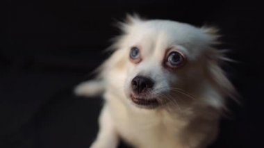 Mavi gözlü şirin beyaz köpek. 