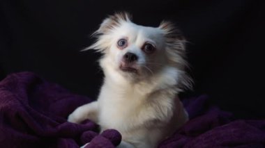 Mavi gözlü şirin beyaz köpek. 