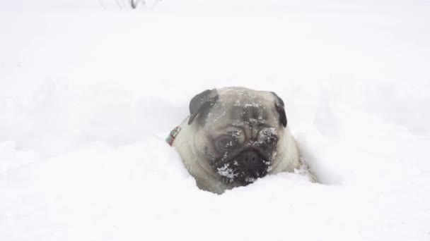 Grappige Pug Puppy Witte Sneeuw Achtergrond — Stockvideo