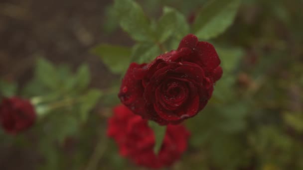 Beautiful Red Roses Growing — Stock Video