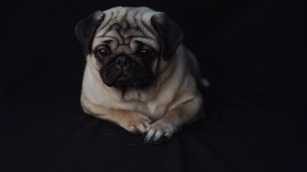 黑色背景下的帕格狗肖像 — 图库视频影像