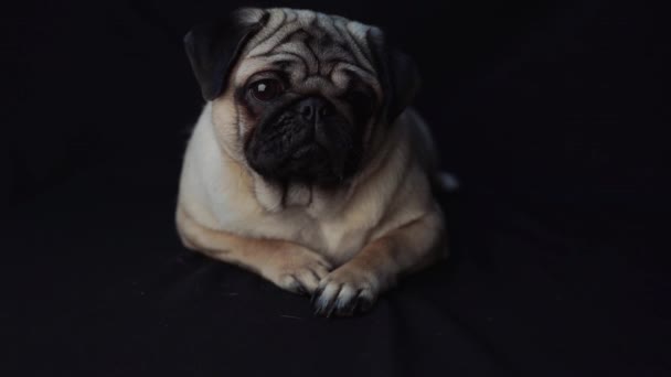 Retrato Perro Pug Sobre Fondo Negro — Vídeos de Stock