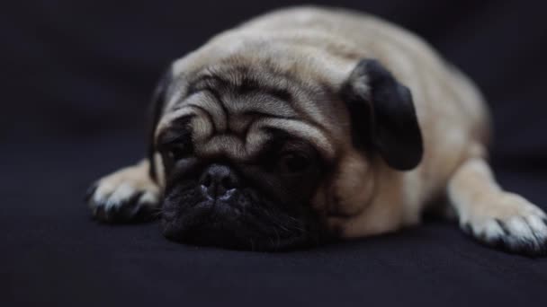 Portre Siyah Arka Plan Üzerine Bir Pug Köpek — Stok video