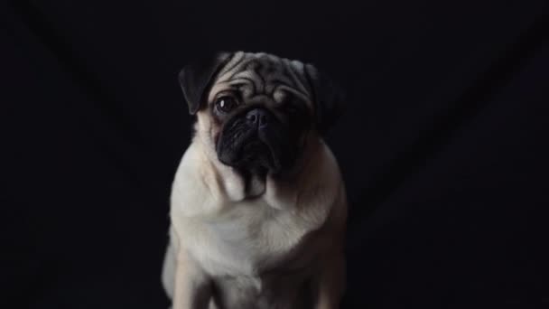 Portrait Pug Dog Black Background — Stock Video