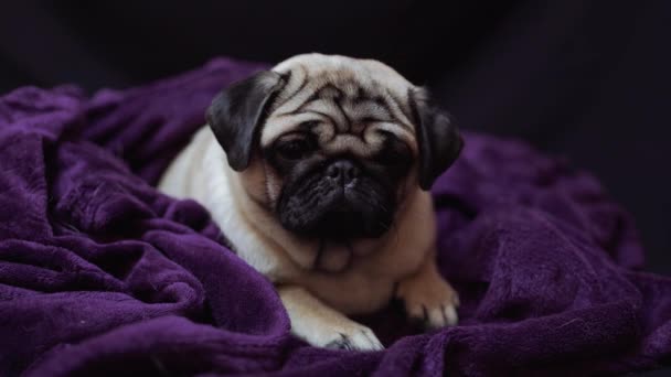 Pug Portrait Amusant Dans Lit Humain Concept Chien Triste Malade — Video