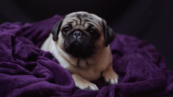 Funny Portrait Pug Human Bed Poor Sad Sick Bored Dog — Stock Video