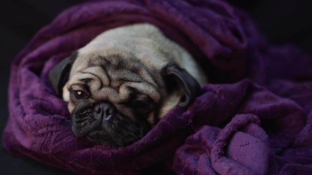 Close Gezicht Van Schattig Pug Hond Ras Liegen — Stockvideo